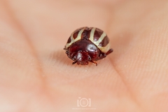 Calligrapha bidenticola