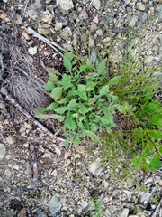 Scabiosa lachnophylla