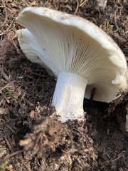 Russula brevipes acrior