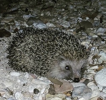 Southern White-breasted Hedgehog, 287. Sk., Foca, İzmir, TR, photo 6 of 10