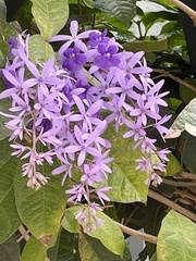 Petrea