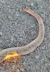 Masticophis flagellum testaceus