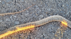 Masticophis flagellum testaceus