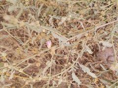 Sphaeralcea angustifolia