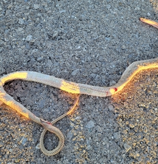 Masticophis flagellum testaceus