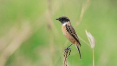 Saxicola stejnegeri
