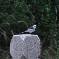 Motacilla alba