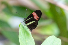 Heliconius besckei