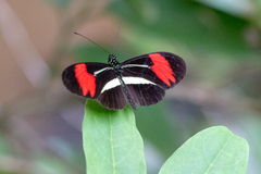 Heliconius besckei