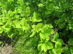 Schisandra chinensis