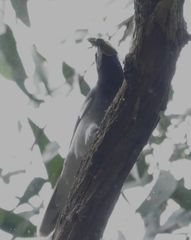 Coracina novaehollandiae