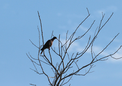Patagioenas flavirostris