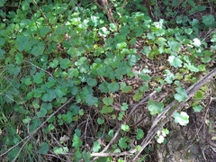 Apiales