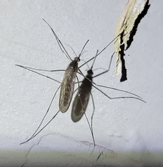 Culiseta inornata