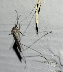 Culiseta inornata