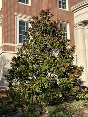 Magnolia grandiflora