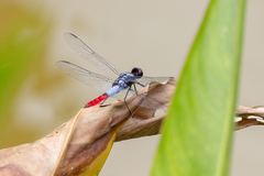 Planiplax erythropyga