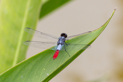 Planiplax erythropyga