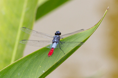 Planiplax erythropyga