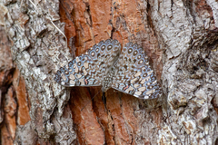 Hamadryas feronia
