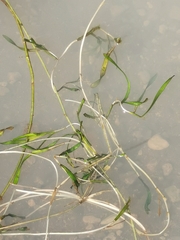 Potamogeton