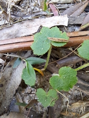 Apiales