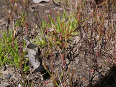 Stylidium inundatum