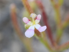 Stylidium inundatum