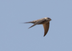 Cypsiurus gracilis