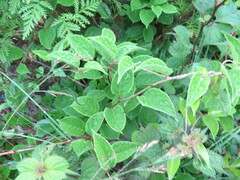 Schisandra chinensis