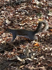 Sciurus carolinensis