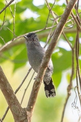 Thamnophilus caerulescens