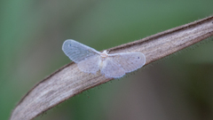 Paramysidia