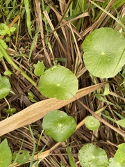 Hydrocotyle bonariensis