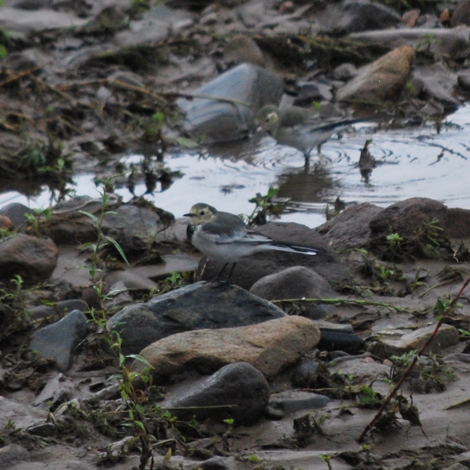 White Wagtail