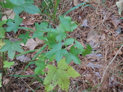 Liquidambar styraciflua