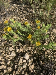 Rayjacksonia phyllocephala