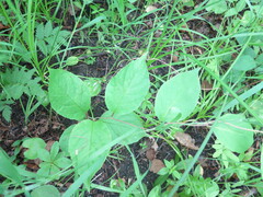 Schisandra chinensis