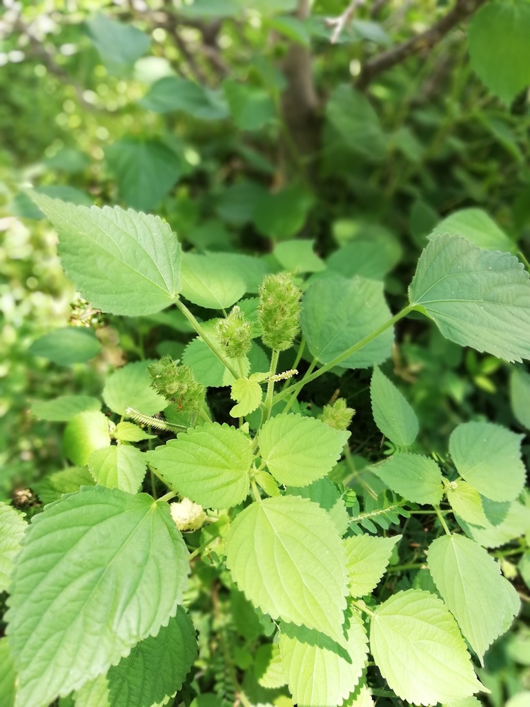 Acalypha havanensis 2