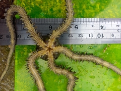 Ophiocoma scolopendrina