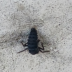 Harmonia axyridis