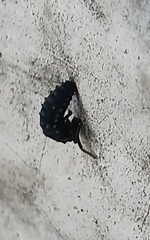Harmonia axyridis