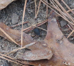 Eumesosoma