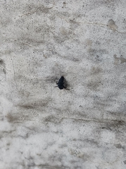 Harmonia axyridis