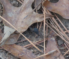 Eumesosoma