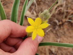 Hypoxis obtusa