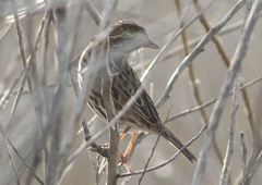 Passerculus sandwichensis beldingi