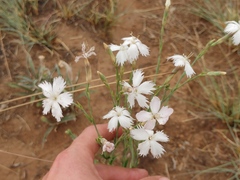 Dianthus mooiensis