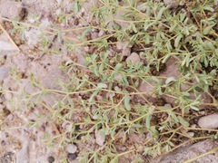 Euphorbia serrula