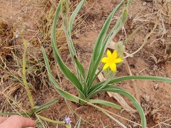 Hypoxis obtusa